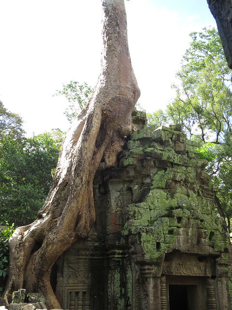 Ta Prohm : tour-chapelle enserrée par un arbre.