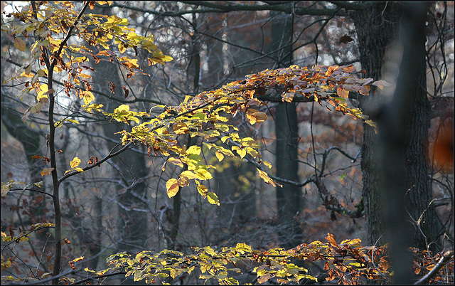 Hêtre sous....bois