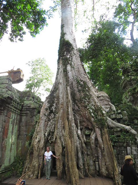 Ta Prohm, la star.