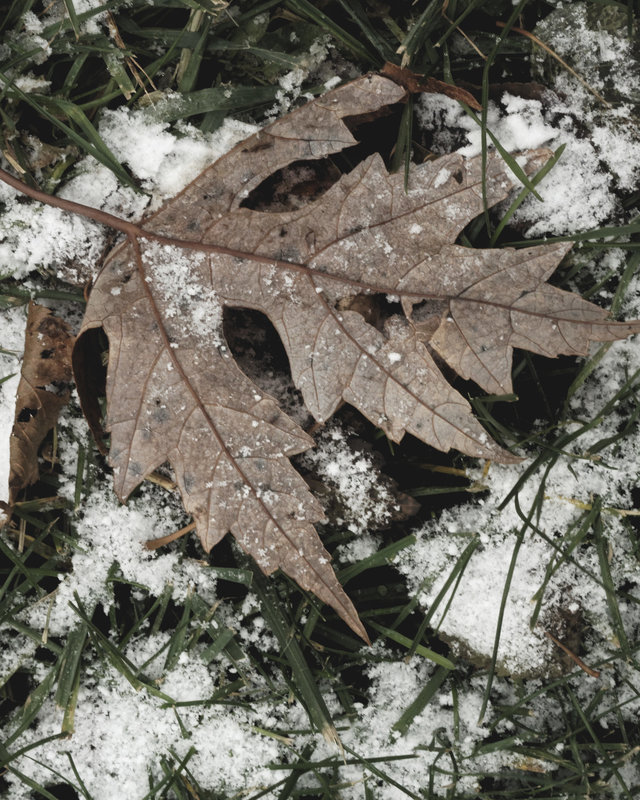 Dusted Leaf