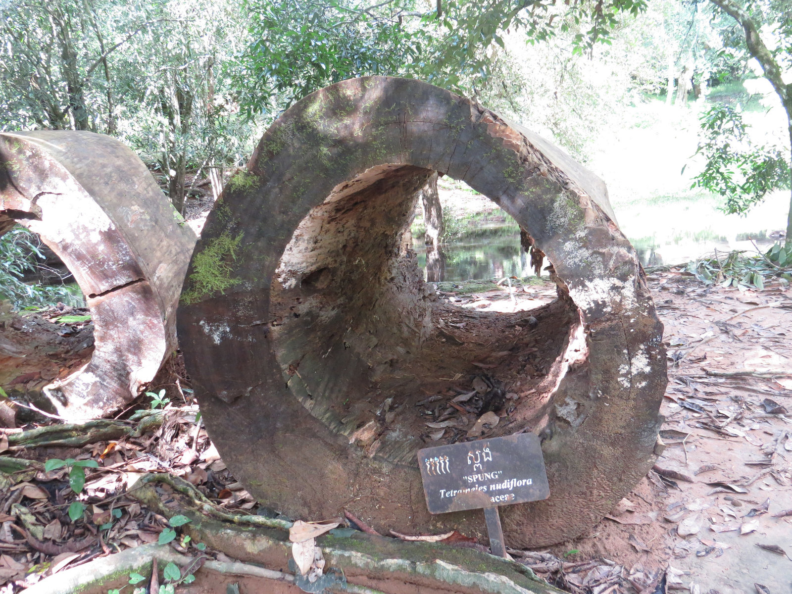 Ta Prohm : souches.