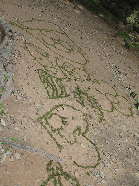 Ta Prohm : dessins dans la mousse.