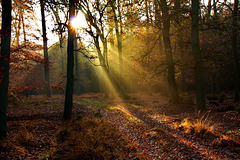 Morgennebel im Jasnitzer Forst