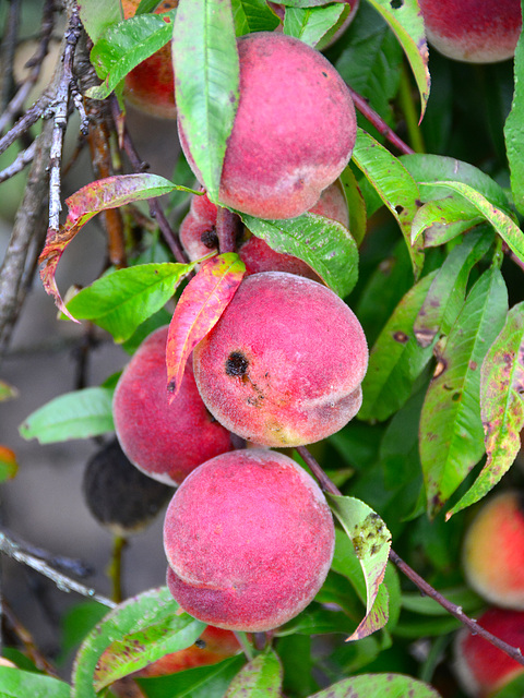 Laudonie 2014 – Peaches