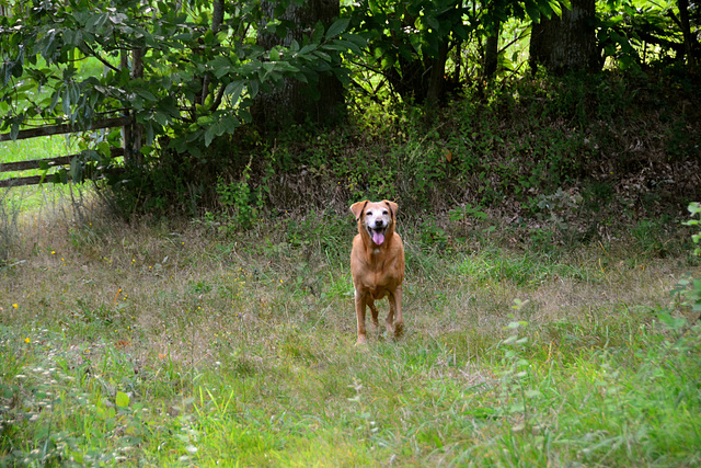 Laudonie 2014 – Charlie