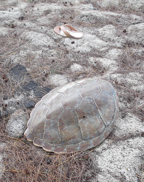 Sandale et tortue / Sandal and turtle