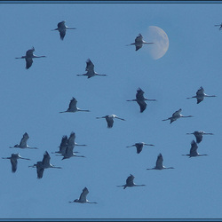 Flying to the moon Flying to the moon