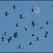 Flying to the moon Flying to the moon