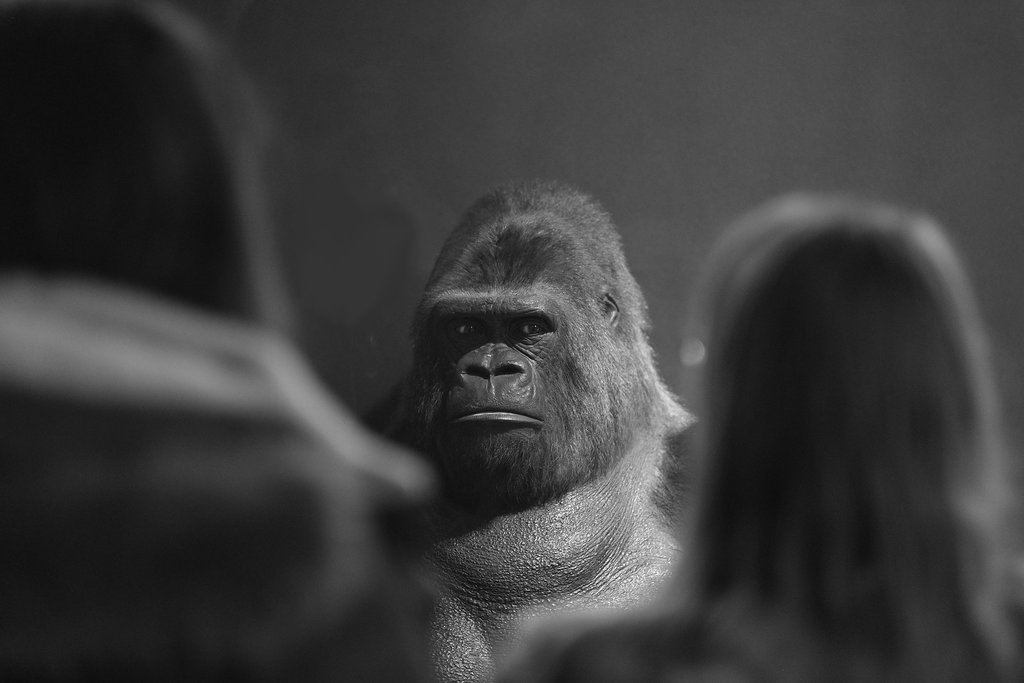 NHM Guy 1 X-Pro 1