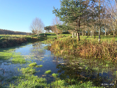 Pond resurrection in progress!