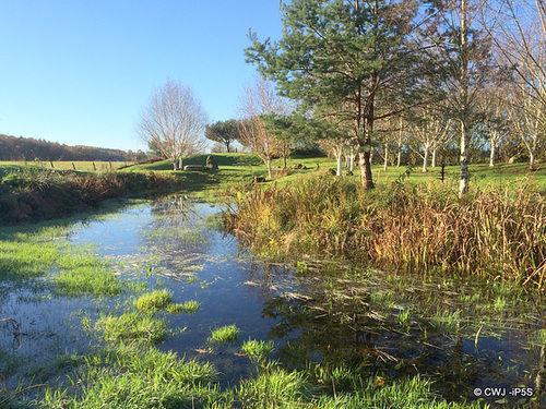 Pond resurrection in progress!