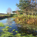 Pond resurrection in progress!