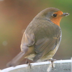 Cock Robin