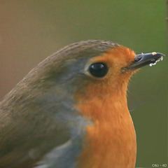 Cock Robin