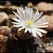 Lithops karasmontana