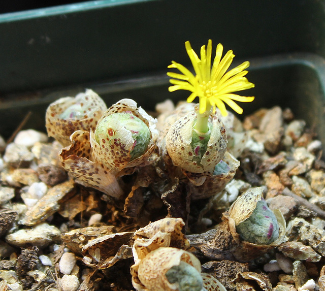 Conophytum meyeri Extractum
