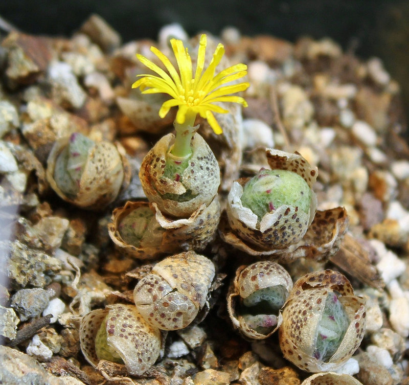 Conophytum meyeri Extractum