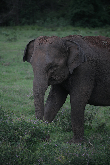 Asian Elephant