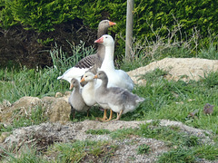 geese & goslings