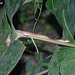83 Pareas carinatus (Keeled Slug Snake)?