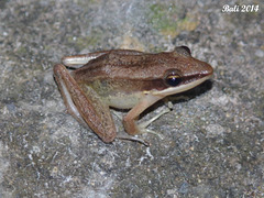 84 Hylarana nicobariensis (Cricket Frog)