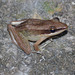 84 Hylarana nicobariensis (Cricket Frog)