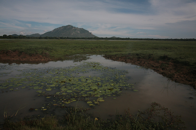 Galkadawala - another nearby tank