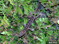 85 Cyrtodactylus fumosus (Tamarind Forest Gecko)