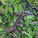 85 Cyrtodactylus fumosus (Tamarind Forest Gecko)