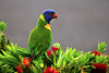 Rainbow lorikeet