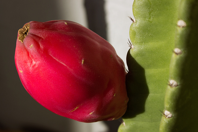 Peruvian Apple Cactus fruit