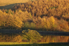 Swineshaw trees version 2 Snapseed edit