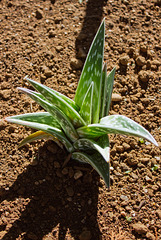 Partridge Breast Aloe (Aloe variegata)