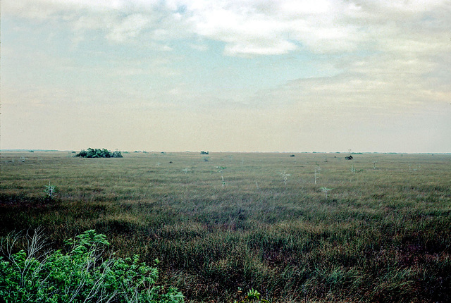 12-sawgrass_prairie_adj