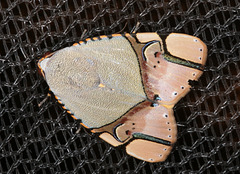 Amazing moth