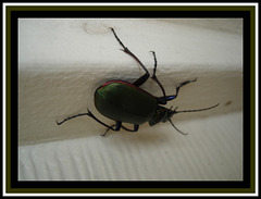 Texan cockroach / Cafard texan