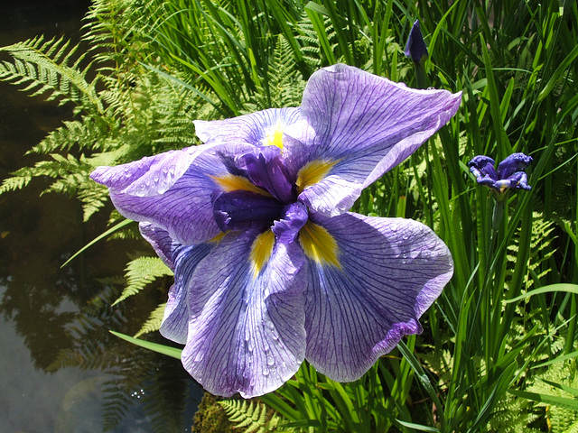 Iris