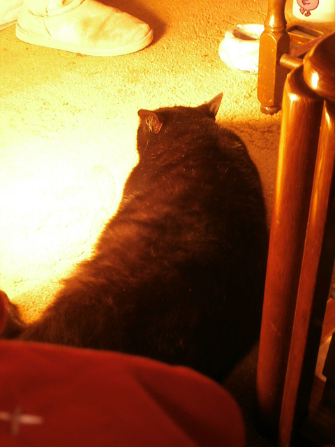 Boo loves the glow of the heater
