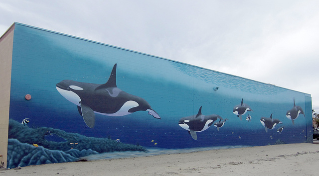 Orca Mural "Family" (2524)