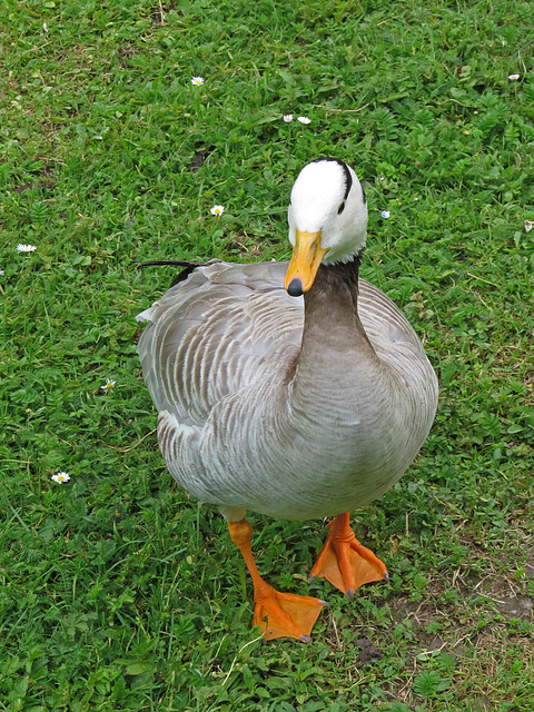 Streifengans (Anser indicus) oder Indische Gans