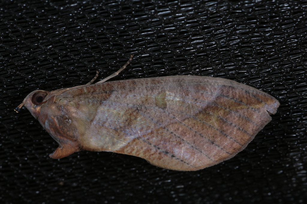 Moth