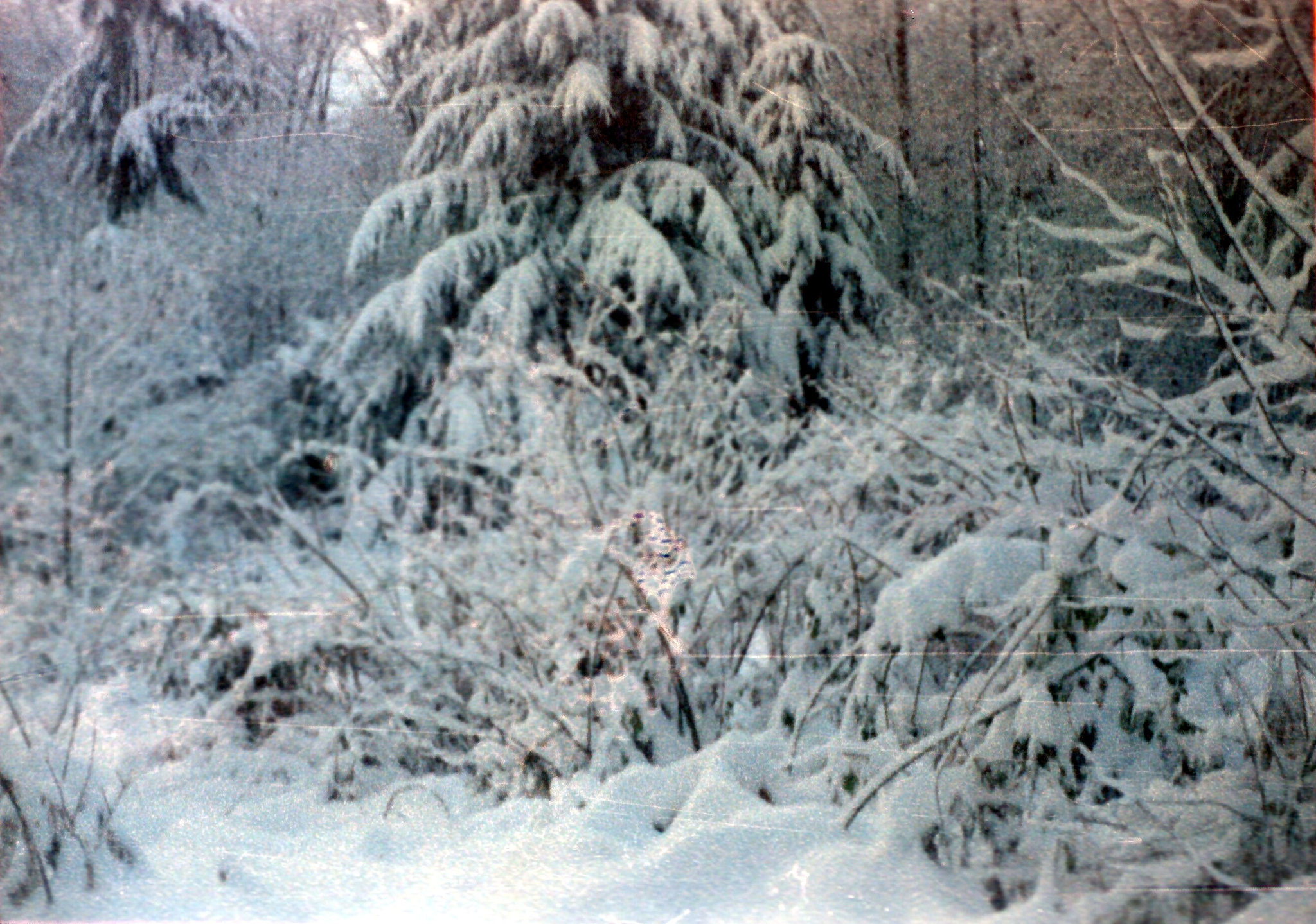 15-snow_in_yard_ig_adj
