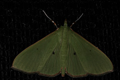 Moth