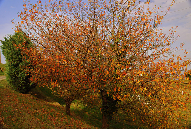 pinceladas de otoño