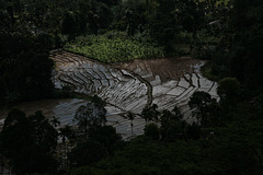 Sri Lanka - paddyfields