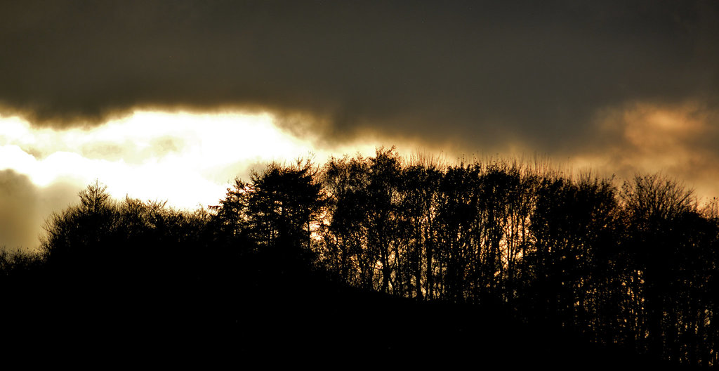 Late afternoon light