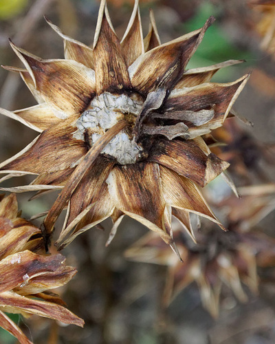 Dahlia Gone Brown