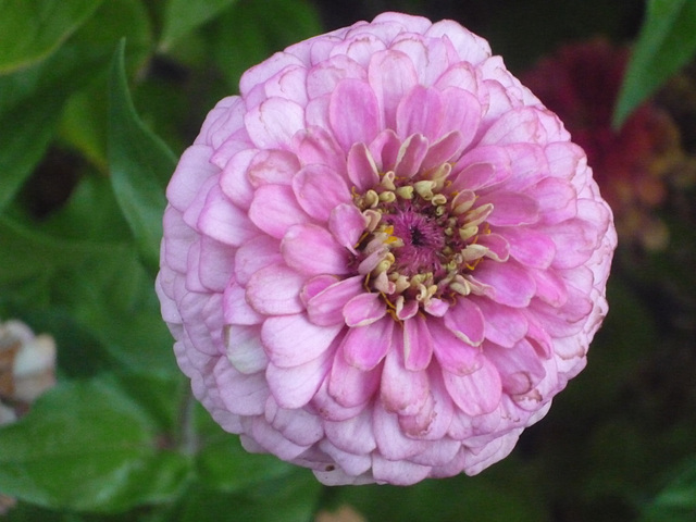 Flor de rosa suave de Colina