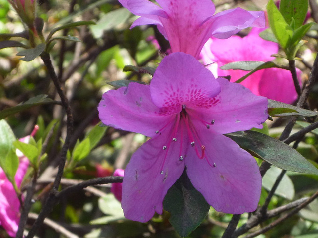 Flor Lila  de Costa Rica