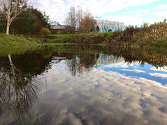 The pond is back!